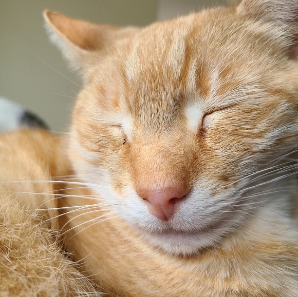 Meet Paulette - Picture 2 of 4